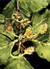pollenetallergie.ch - Hêtre - avec feuilles apparaissent des inflorescences pédonculées