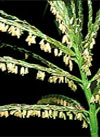 pollenetallergie.ch - Maïs - le maïs en fleur - étamines jaunes