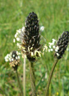 pollenetallergie.ch - Plantain lancéolé - Inflorescence