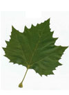 pollenetallergie.ch - Platane à feuilles d'érable – Feuille du platane