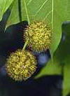 pollenetallergie.ch - Platane à feuilles d'érable – Fruits du platane