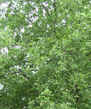 pollenetallergie.ch - Platane à feuilles d'érable – Platanus x acerifolia Willd