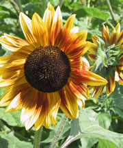 pollenetallergie.ch -  Tournesol / Hélianthe ann. – Helianthus annuus L.