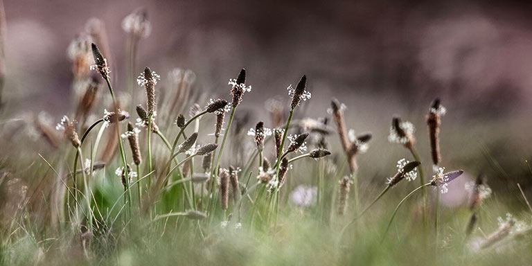 Le pollen du noisetier vole dans l'air.