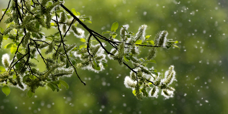 Pollution atmosphérique - le climat et les plantes