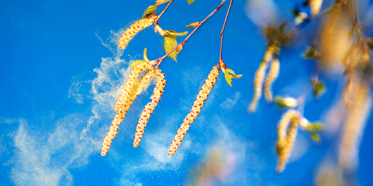 pollen de bouleau