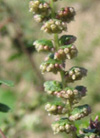 pollinieallergie.ch - Ambrosia – Ambrosia artemisiifolia L. - Infiorescenza maschile