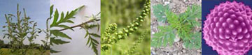 pollinieallergie.ch - Ambrosia – Ambrosia artemisiifolia L.