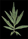 pollinieallergie.ch - Artemisia comune - Foglie