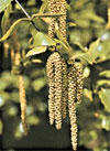 pollinieallergie.ch - Betulla - Betulla bianca – Amenti maschili cadenti e amenti femminili sporgenti.