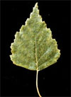 pollinieallergie.ch - Betulla - Betulla bianca – Foglia peduncolata, allungata e appuntita; doppia dentellatura