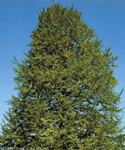 pollinieallergie.ch - Faggio - Fagus sylvatica L