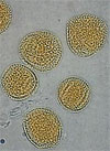 pollinieallergie.ch - Frassino comune – Polline di frassino