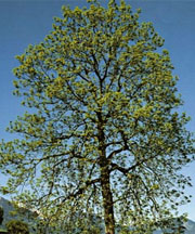 pollinieallergie.ch - Frassino comune – Fraxinus excelsior L.