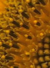 pollinieallergie.ch - Girasole annuale - fiori polverulenti