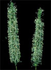 pollenundallergie.ch - Gräser - Blütenstand mit zahlreichen, langen Staubblättern