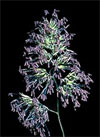 pollenundallergie.ch - Gräser - Blütenstand mit noch jungen Staubblättern