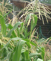 pollinieallergie.ch - Mais - Zea mays L.