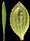 pollinieallergie.ch - Piantaggine minore P. lanceolata - Foglia
