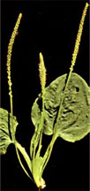 pollinieallergie.ch -Piantaggine maggiore - Plantago major L