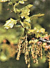 pollinieallergie.ch - Rovere - Foglie giovani e amenti maschili a fiori distanziati