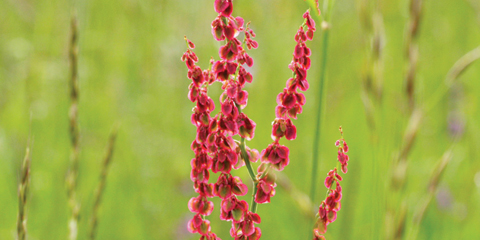 Acetosa - Rumex actosa