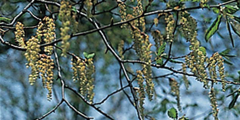 Carpino bianco