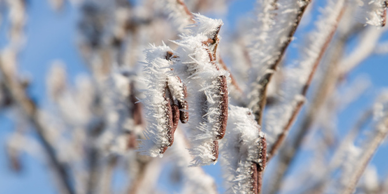 Ontano di Spaeth – allergia ai pollini a Natale