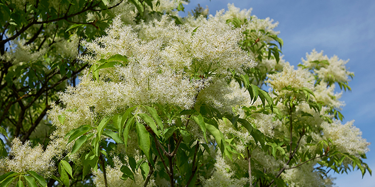 frassino da fiore